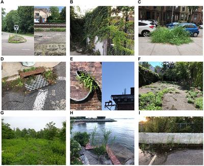 Ruderal Resilience: Applying a Ruderal Lens to Advance Multispecies Urbanism and Social-Ecological Systems Theory